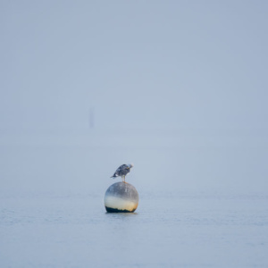 mouette sur une bouée, krystyne Ramon , photos de paysages mer