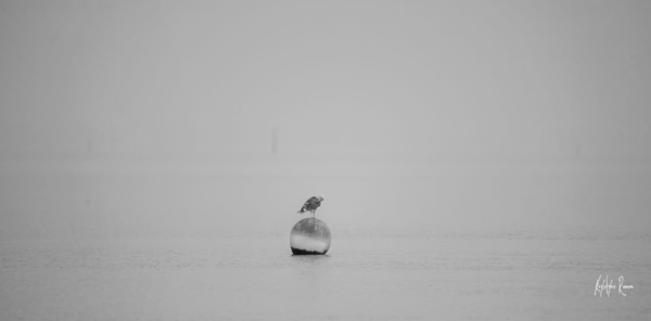 mouette sur une bouée en noir et blanc, krystyne Ramon , photos de paysages mer