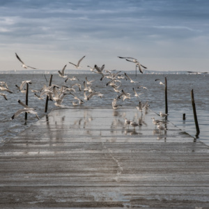 Vol de mouettes, krystyne Ramon , photos de paysages mer